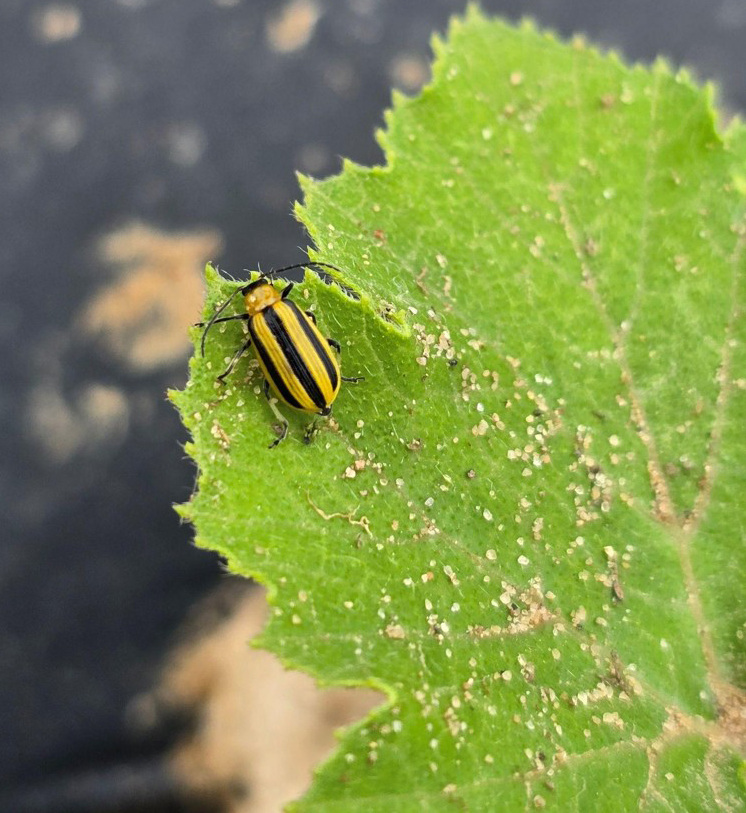 A striped cucumber beetle on the edge of a leaf.